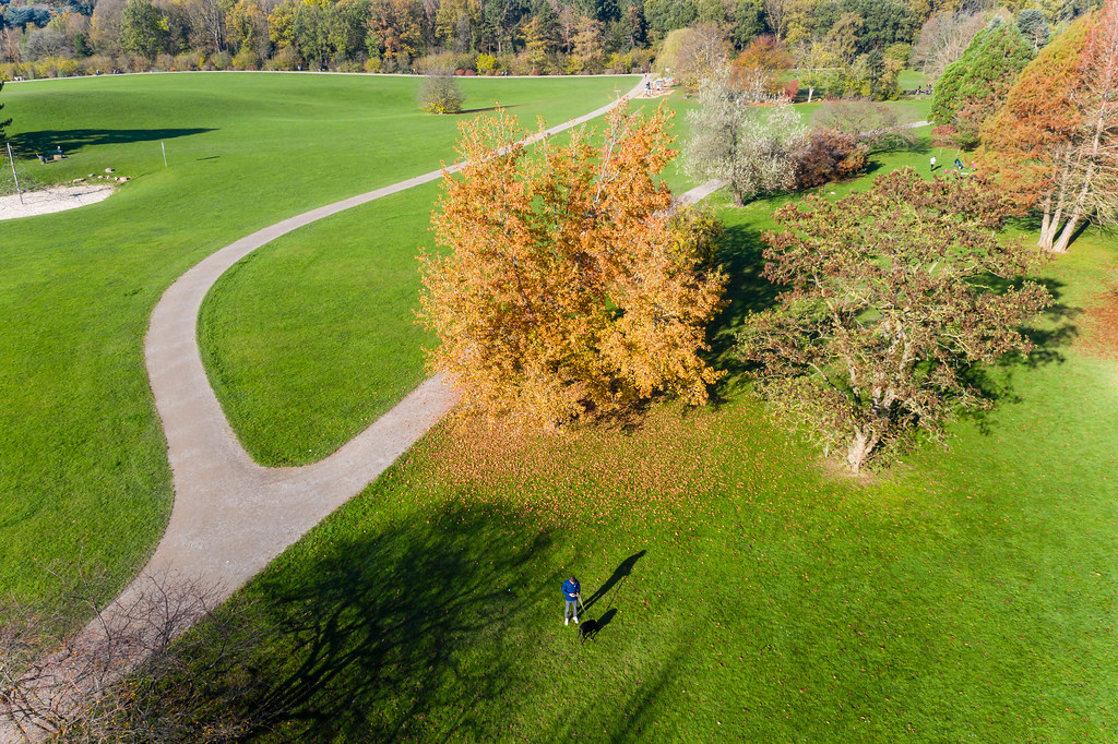 Drone Photo of Person with Dog on a Leash in Forest Botanical Garden And Friedenwald in Cologne, Germany