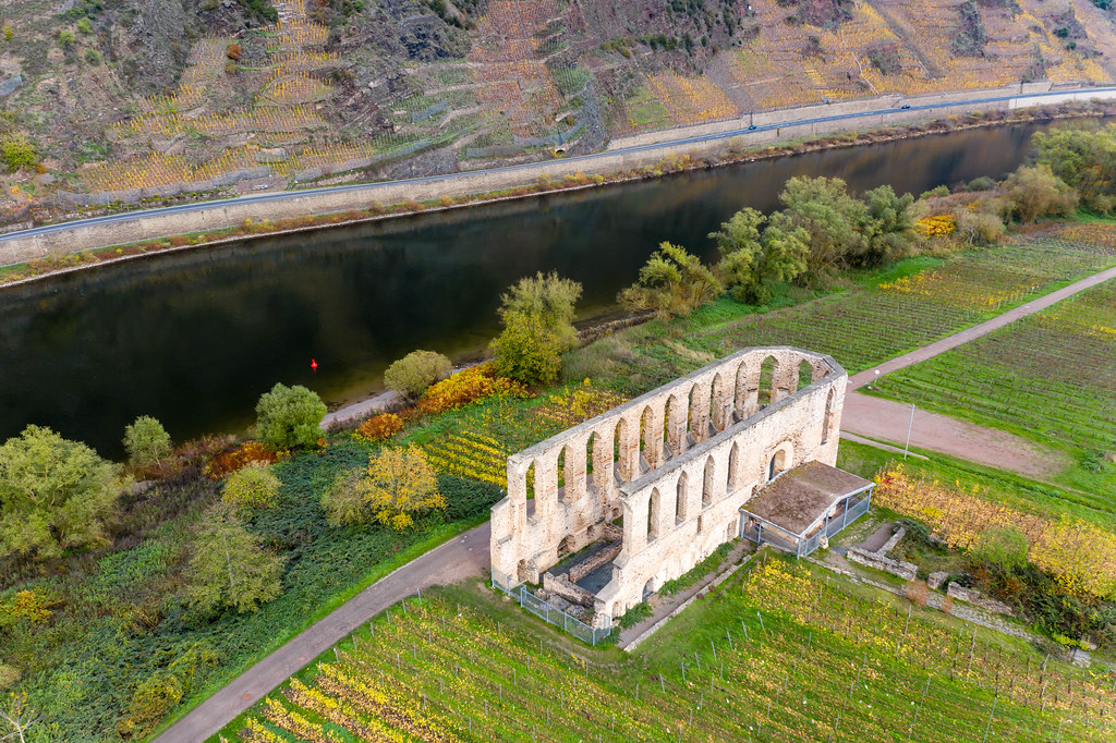 Vineyards around Historical Landmark Kloster Ruine Stuben at the River Moselle with Hill Calmont in the Background in Bremm, Germany