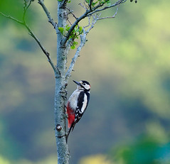 Crater Spotted Woodpecker 