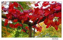 Calderstones Park Autumn 2020