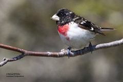 Bird Families: Cardinals  and allies (Cardinalidae)