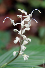 Globba leucantha (Zingiberaceae)