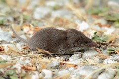 Crocidure musette - Greater white-toothed shrew (Crocidura russula)