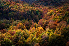 Autumn in Piedmont, 2020