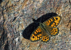 Butterflies ("Rhopalocera"), Denmark