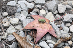 10-2-2020 Cope's Gray Treefrog (Hyla chrysoscelis)