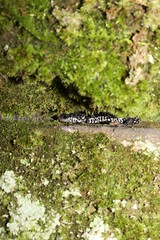 10-3-2020 Northern Slimy Salamander (Plethodon glutinosus)