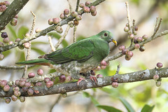小綠鳩 Ptilinopus leclancheri longialis