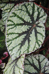 Begonia ‘Fedor’ (Begoniaceae)