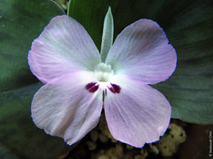 Kaempferia species (Zingiberaceae)