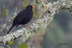 Birds of Sao Miguel, Azores Islands (Portugal), Europe