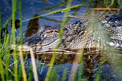 South Florida Wetlands