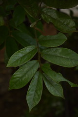 Leaf arrangement