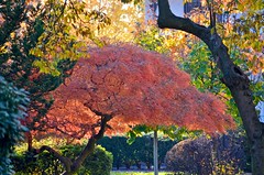 Japanese Maple On Tennis Place