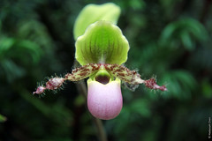 Paphiopedilum glaucophyllum (Orchidaceae)