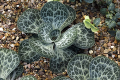Dictyolimon macrorrhabdos (Plumabinaceae)