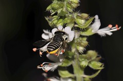 African Carder bee Pseudanthidium repetitum