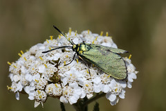 Moths, Denmark