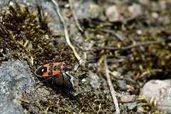 Hemiptera, Denmark