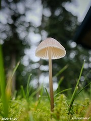 Rainy Season Mushroom