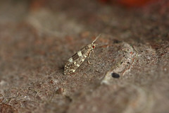 Prodoxidae