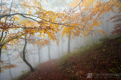 Sentieri Flo' e Frassati in autunno (monte Catria)