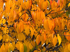 Berkeley Fall Color