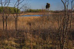 Cuba Marsh Deer Park Illinois 11-13-20