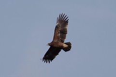 Aigle criard - Greater Spotted Eagle (Clanga clanga)