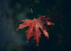Autumn-Fo