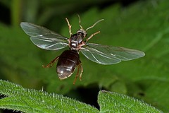 Ants in Flight - Formicidae - fliegende Ameisen