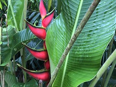 Flora Finca Yantza Ecuador