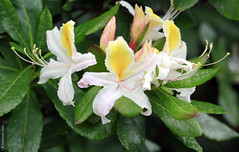 Rhododendron occidentale (Ericaceae)