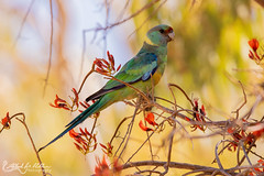 Psittaculidae (Old World Parrots)