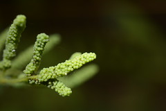 Fern Flora of the Western Ghats