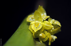 Pleurothallis Sp. (Orchidaceae)