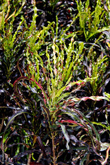 Codiaeum variegatum var. pictum Cultivars (Euphorbiaceae)