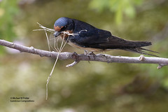 Bird Behaviours 5: Getting Nest Material and Nesting