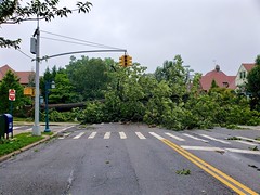 Tree Down On Continental Avenue