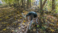 Beagle Walks 8
