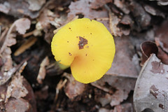 Unknown Fungus from Sarawak