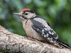 Juvenile Great spotted woodpecker