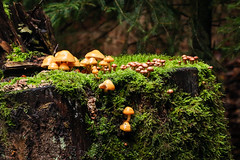 Pilze, Mushrooms
