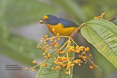 Birds of Trinidad, Caribbean