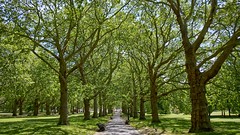Green Park . LONDON ENGLAND UK 2020