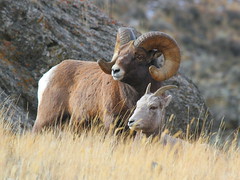 Bighorn Sheep: Symbol of Western Mountains