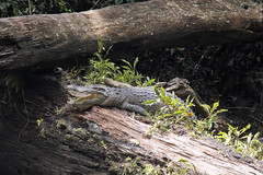 Crocodylus siamensis 
