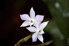 Dendrobium hercoglossum (Orchidaceae)