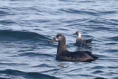 Bird Families: Albatrosses (Diomedeidae)