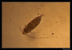 Copépode calanoïde